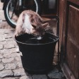 cosa succede se il gatto beve l acqua del condizionatore