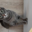 Gatto grigio in cucina