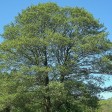 ontano