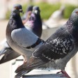 perche nelle città ci sono tanti piccioni