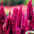 coltivare la celosia