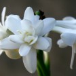 coltivare la tuberosa