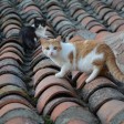 dov'è il borgo dei gatti