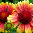 gaillardia