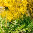 Giardino incolto con fiori, habitat perfetto per la cimice assassina