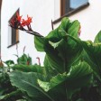 Un giardino ricco di vegetazione, che attira i pappataci