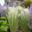 come coltivare la stipa