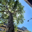 albero in contesto cittadino 