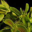 piante carnivore pericolose per l'uomo