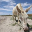 Asinara Island: Sardinia’s car-free former prison 