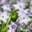 come coltivare l'ipheion