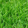 festuca arundinacea