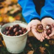 conservare le castagne fresche