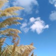 come si coltivano le graminacee