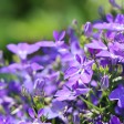 come coltivare la lobelia