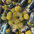 città con più alberi in Italia 