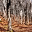 foreste casentinesi