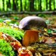 dove raccogliere i funghi porcini in italia