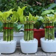 bambu della fortuna