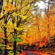 Foliage Italia