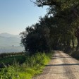 Offida in autunno: il borgo marchigiano tra vigneti e merletti