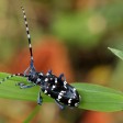 tarlo asiatico