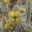 Eulychnia Castanea