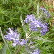 Fiori di Caryopteris clandonensis