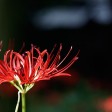 giglio ragno rosso