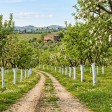 tronchi alberi