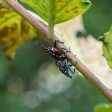 Una coppia di insetti lanterna su un albero