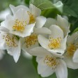 come si coltiva il fiore d'angelo
