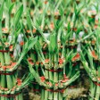 Piante portafortuna: perché il segno cinese conta (con esempi)