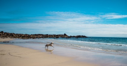 Ve de vacaciones a Italia con tus perros