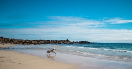 Dog beaches Italy