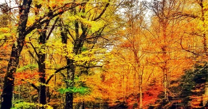 Foliage Italia