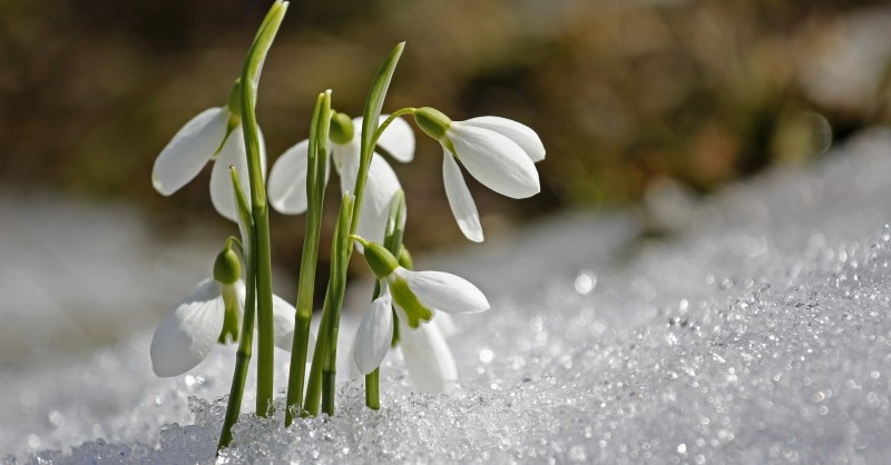 Nivalis Di Galanthus, Bucaneve Comune In Fioritura, Fiori Bulbosi Della Molla Anticipo Nel Giardino 110569008