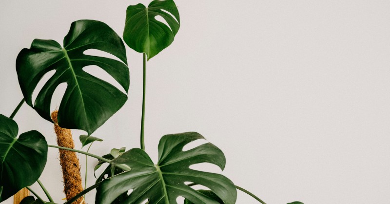 philodendron camouflage Homalomena Camouflage | 4