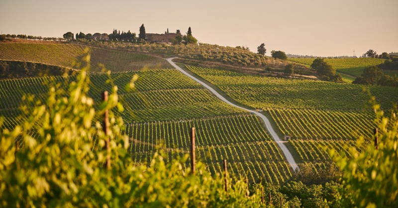Harvest season and star architects: 4 Italian wineries to visit now